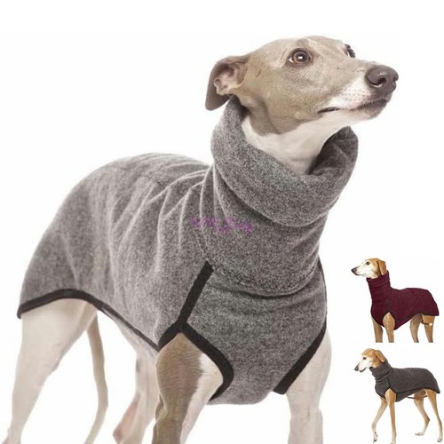 Pet dog winter - winter, high