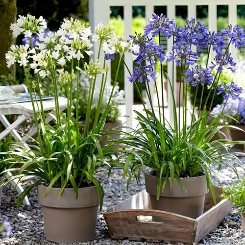 Artificial agapanthus lily - artificial,