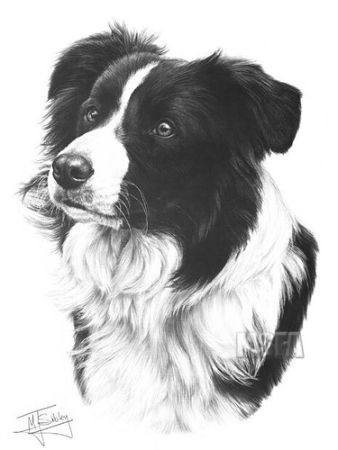 Border collie print giclee - collie,