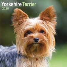 Yorkshire Terrier Calendar 2026 - Dogs - Month To View