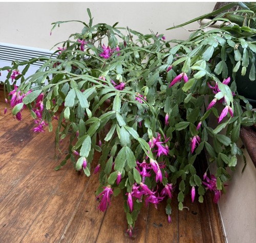 Pink christmas cactus - pink,