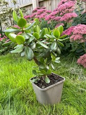 Well established succulent