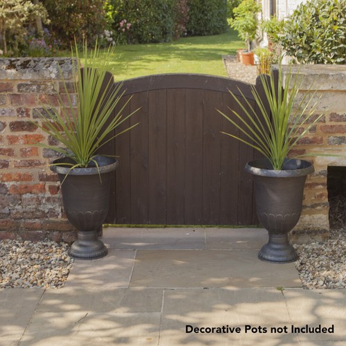 Cordyline plants australis - cordyline, plants,