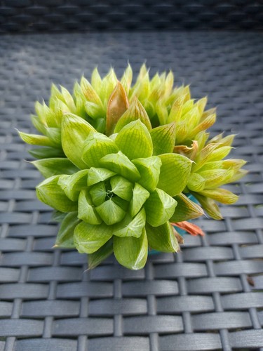 Succulent haworthia cactus - succulent,