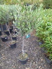 Olive Tree 120cm 10L Mediterranean Patio Plant Amazing Quality CLEARANCE PRICE 