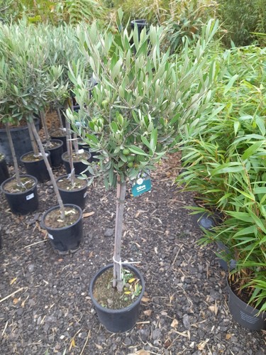 Olive tree 120cm 10l - 120cm,