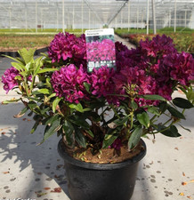 Rhododendron Polar Night -