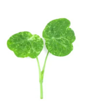 Herb - Micro nasturtium alaska