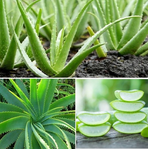 Aloe vera seeds - aloe,