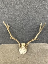 Fallow Buck Deer Skull