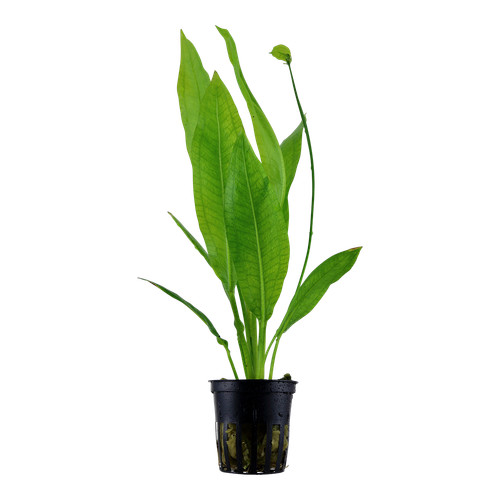 Echinodorus bleheri tropica - echinodorus,