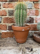 Large mature old cactus - cactus, cacti