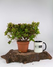 Japanese Azalea Mixed Red Pink or White 1L Pot Flowering Hardy Bee Friendly