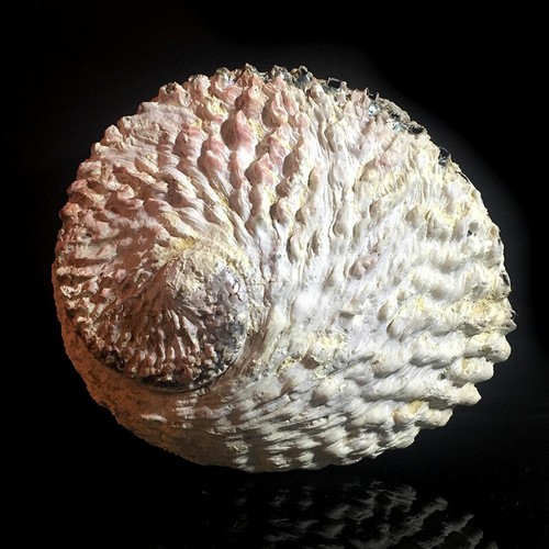 Abalone seashell unpolished - abalone,