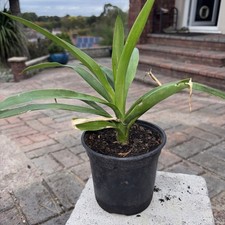 Yucca plant pot - plant, pot.