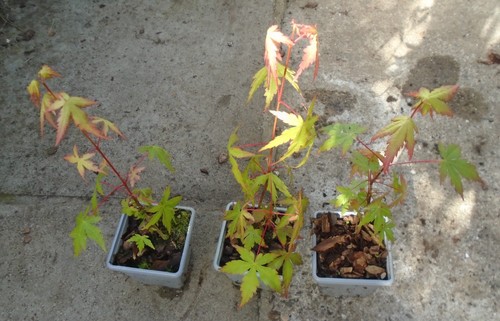Acer palmatum japanese - palmatum,