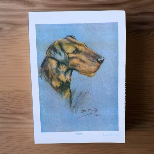 Vintage dog 1927 - vintage,