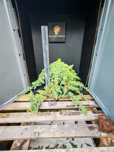Bonsai tree project material - project,