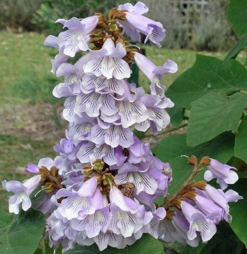 Paulownia fortunei dragon - paulownia,