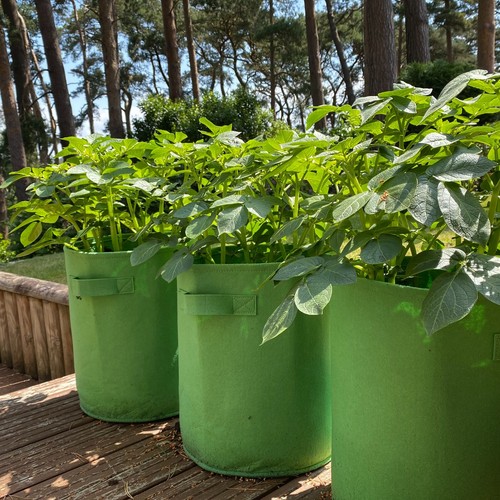 Vegetable planters for - vegetable,