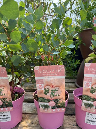 Eucalyptus botanic hearts - eucalyptus, hearts'