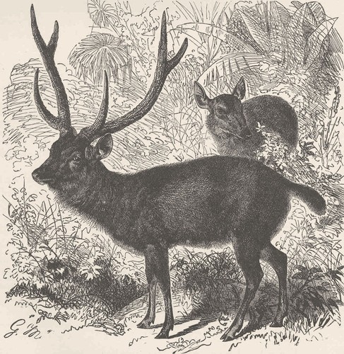 Ungulates the sambar 1894 old - the,
