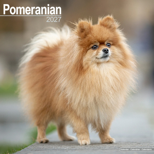 Pomeranian 2027 calendar dog - calendar,