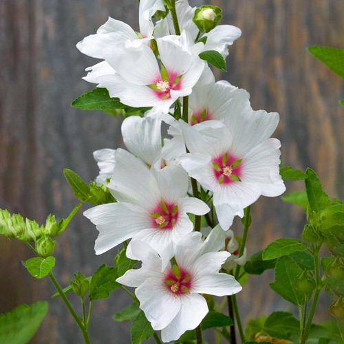 Lavatera silver barnsley tree - silver,