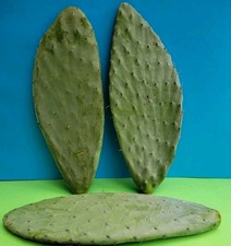 2 x XL 20cm - 30cm Opuntia