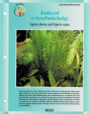 Egeria densa and Egeria najas / aquarium info card