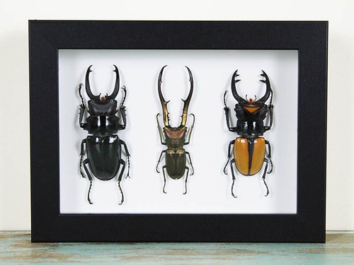 Triplet stag beetles - of,
