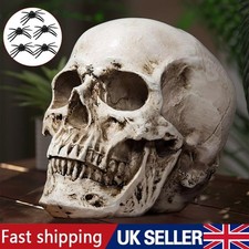 Anatomical Medical Human Skull Replica Model 1:1 Life-size Skeleton Head Teeth