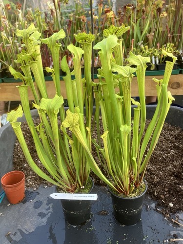Sarracenia redneck - sarracenia, x