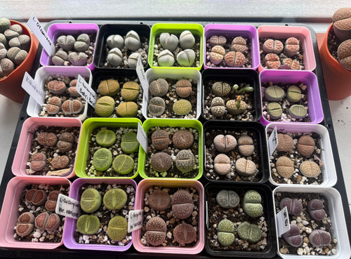 Lithops species pot live - by,