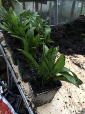 20 Trachycarpus fortunei