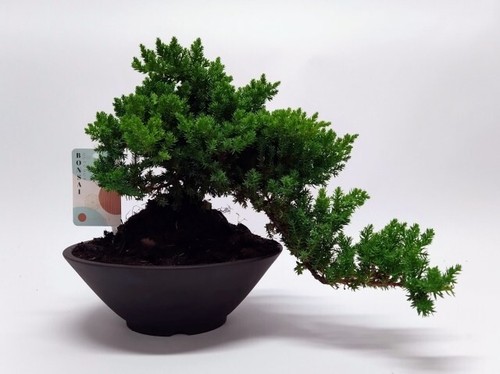 Juniperus procumbens nana - procumbens, 'nana'