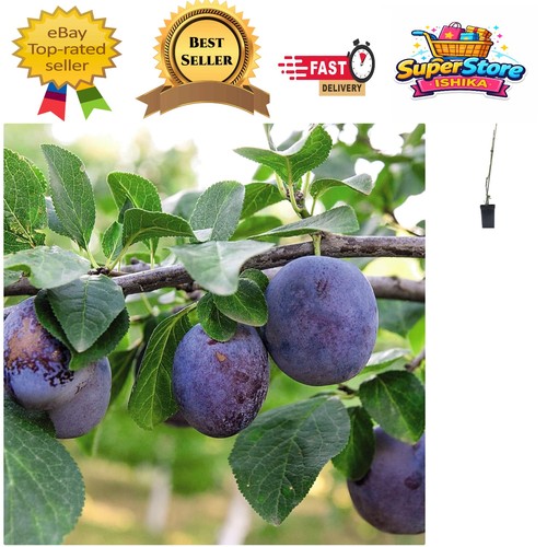 Easy grow mini prunus black - easy-grow,