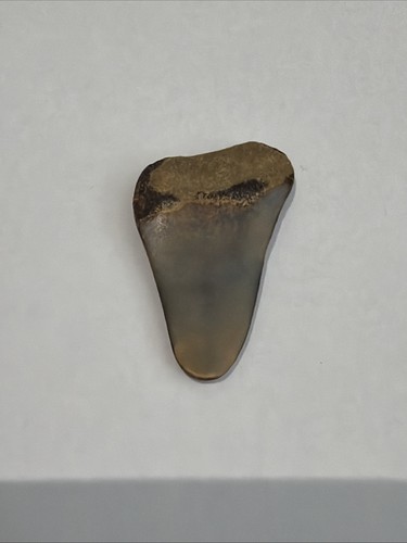 Sharks tooth megaloden - sharks,