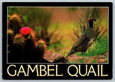 1994  Gambel  Quail  Bird  Postcard
