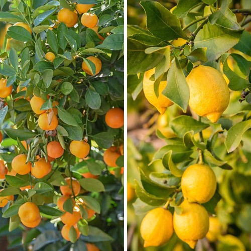 Citrus tree collection lemon - collection,,