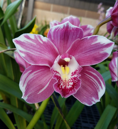 Cymbidium pia borg flash - borg, 'flash'