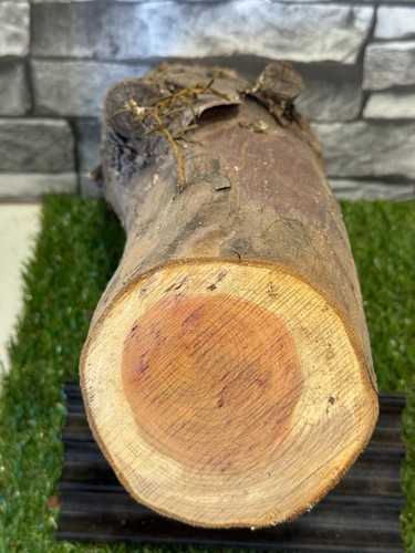 Year air dried - yew, log