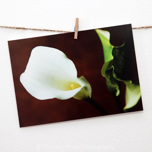 White arum lily - lily, greetings