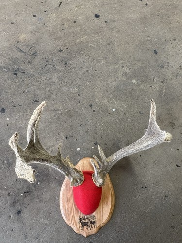 Big whitetail deer antlers - whitetail, w/