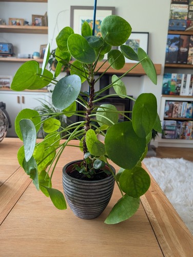 Pilea peperomioides chinese - /,