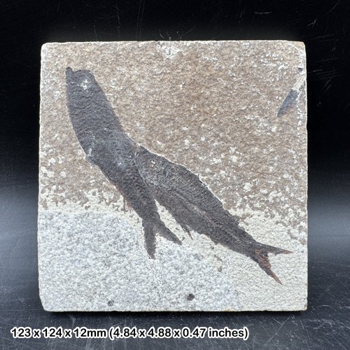 Knightia alta fish - fossil, in
