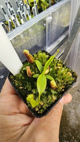 Nepenthes singalana inermis - singalana, x
