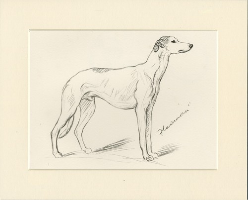 Greyhound vintage 1937 dog - 1937, art