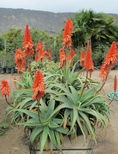 Aloe arborescens x seeds - arborescens, 20