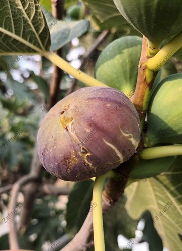 Pittakouri fig tree - fig,